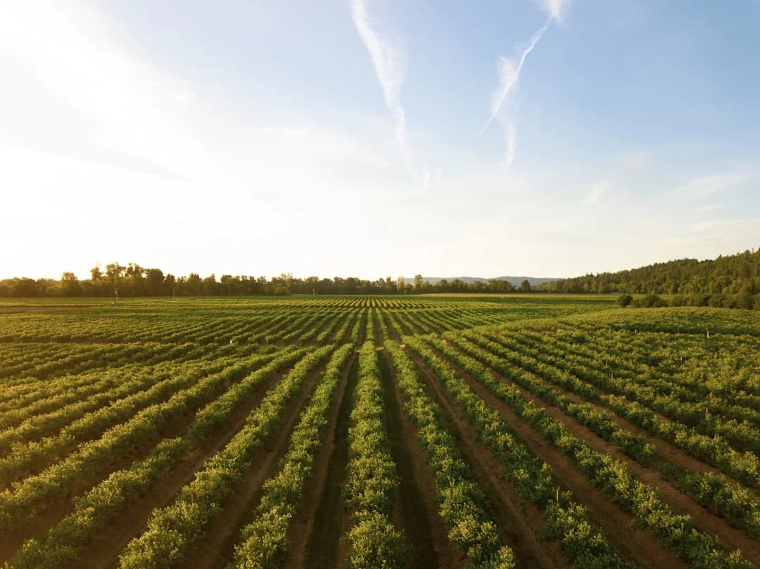Cover Image for Blockchain Trazabilidad Agroalimentaria Hispana EE.UU. 2026