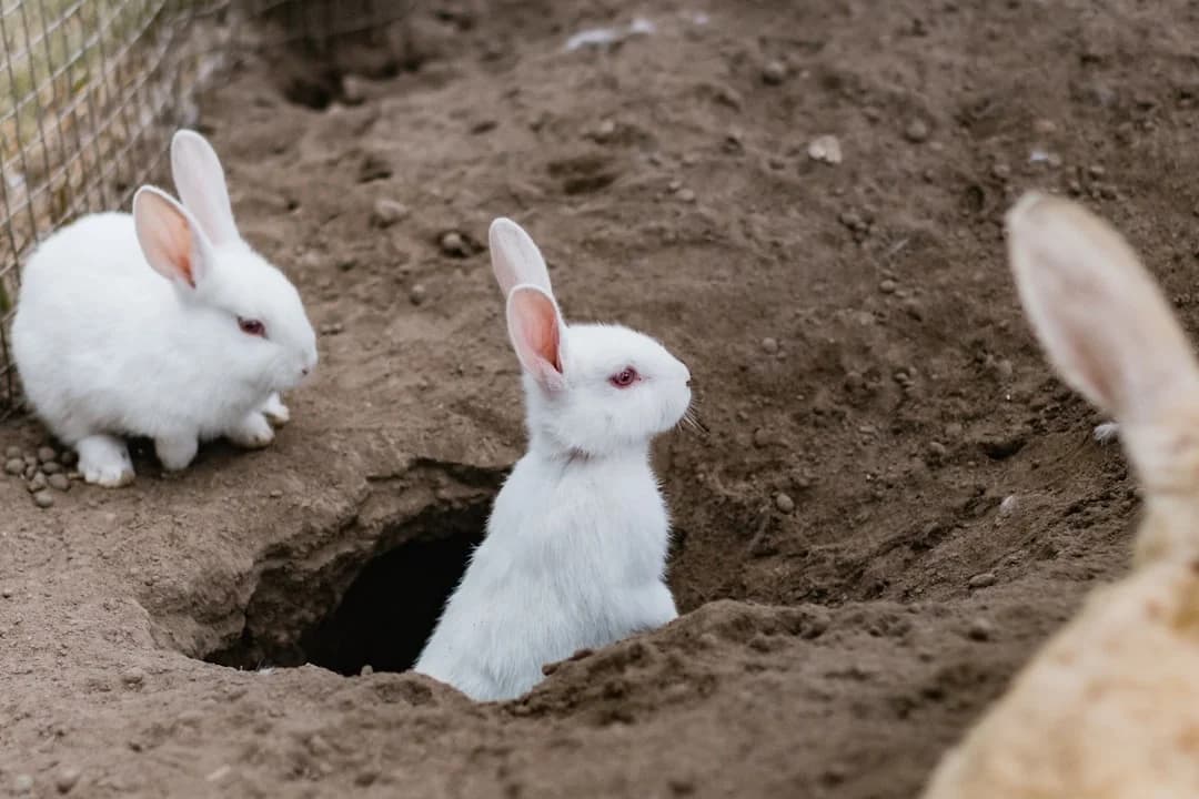 Cover Image for Bad Bunny Super Bowl 2026: Tech Markets React