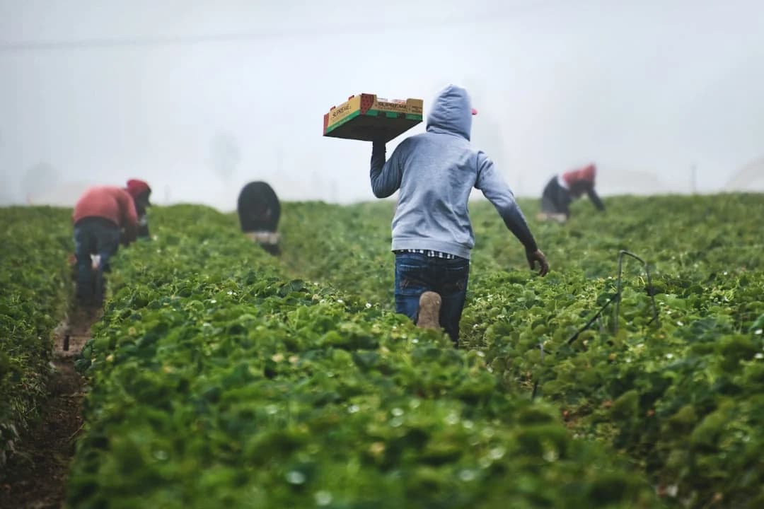 Labor Rights & Unionization for Hispanic Farm Workers